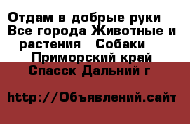 Отдам в добрые руки  - Все города Животные и растения » Собаки   . Приморский край,Спасск-Дальний г.